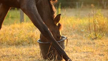 Durant le printemps et surtout l'été, le cheval peut avoir besoin d'une complémentation alimentaire spécifique, notamment en raison de fortes chaleurs et d'une sollicitation sportive plus importante