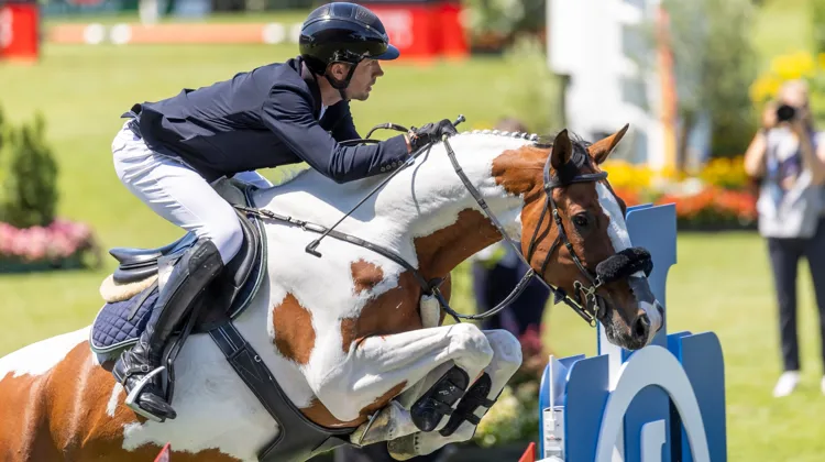 Longtemps associé à l’Allemand Gerrit Nieberg, Ping Pong van de Lentamel est la figure de proue des chevaux de sport de couleur.