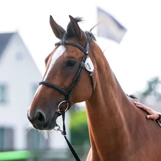 Zasou vom Claashof