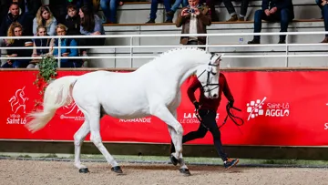 Cap Kennedy lors d’une présentation au Salon des étalons de Saint-Lô, en 2023.