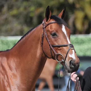 Descartes Santa Rosa