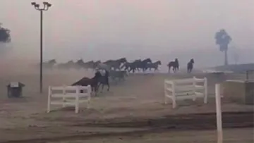 The horses who were freed running loose in the soke