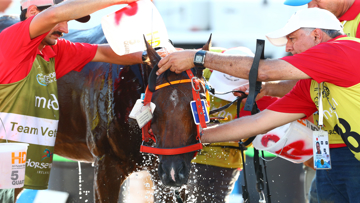 One of the horses being washed down in the vet gate