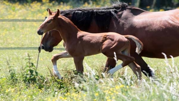 France Haras gérera les activités concurrentielles des ex-Haras Nationaux.