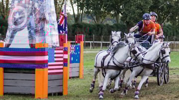 Dans la catégorie reine à quatre poneys, Bram Chardon, le fils d?IJsbrand, s?est montré intraitable cet après-midi. Photo Patrick Crasnier