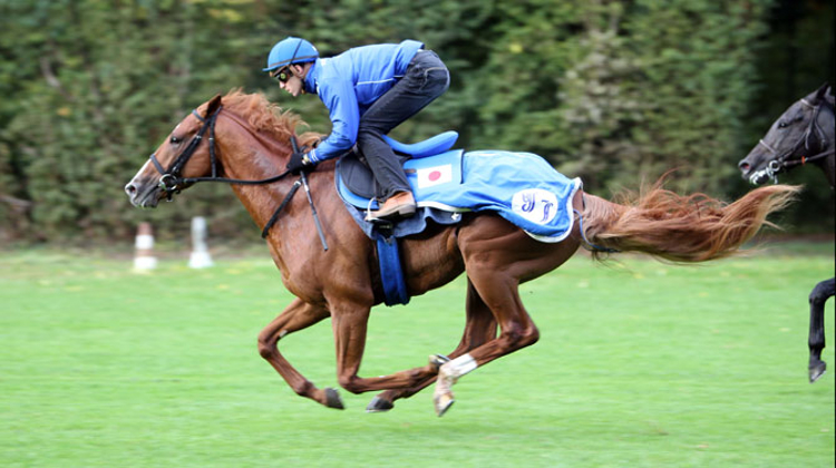 C. Soumillon et Orfevre à l'entraînement (Ph. Scoopdyga)