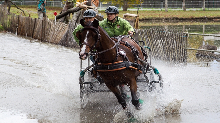 Le Hongrois Martin Holle remporte l'épreuve d'attelage Poney en solo. Photo Patrick Crasnier