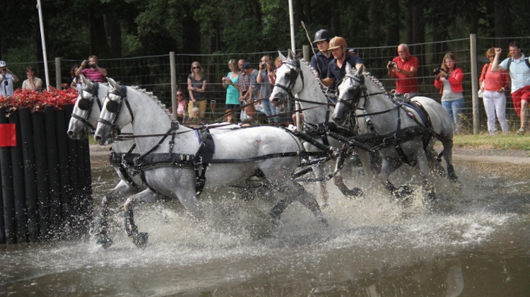Avec son attelage à quatre chevaux, le Français François Vogel tentera d'atteindre le podium ce week-end. Photo Pixievisuel