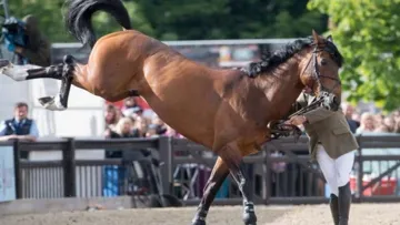 Who is this naughty horse?