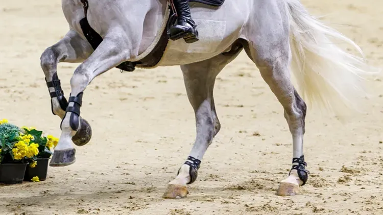 Onrust rond imidocarb: FEI geeft extra uitleg