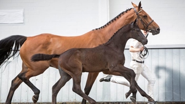 Odyssee van de Hoef HS (Cornet Obolensky x Chacco-Blue).