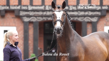 Baloubet du Rouet, one of the auction sires