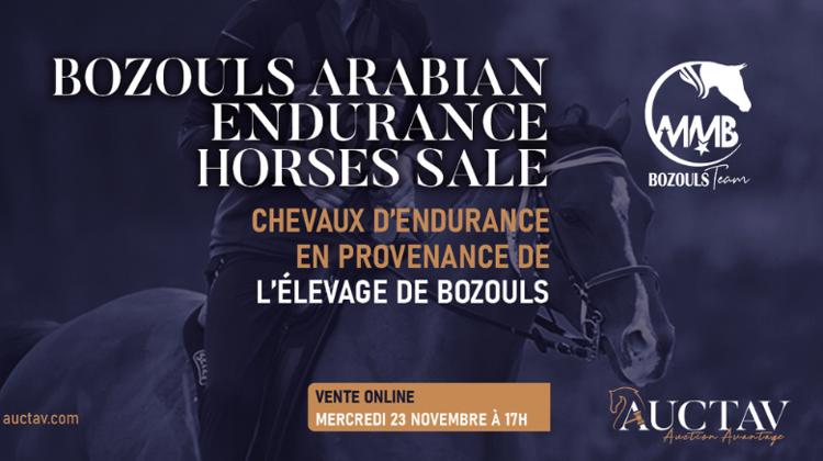 une sélection de chevaux d’endurance de l’Élevage de Bozouls en vente sur Auctav.com