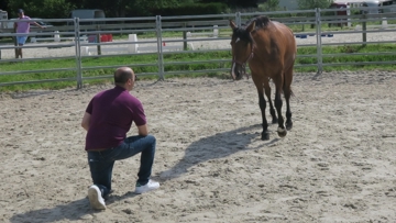 En véritable miroir, le cheval permet aux managers d'acquérir un savoir-faire basé sur l'utilisation de leur intelligence émotionelle.