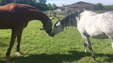 Ici à gauche, Gracieux van het Lindenhof, qui évolue en Grand Prix Pro Élite de dressage, et son ami Talavante. 