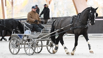 Anthony Hordé et les meneurs de l'équipe de France ont profité du grand manège durant leur premier stage de l'hiver.