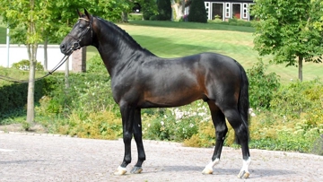 Meilleur père de gagnants internationaux en concours complet et bien classé en jumping, Contendro I fait perdurer la belle lignée mâle de Contender.