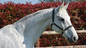 Ancienne championne de Kevin Staut, la KWPN Silvana*HDC a été labellisée Selle Français.