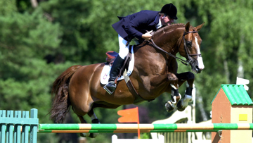 Doté d’un beau modèle mais d’un galop perfectible, Apache d’Adriers a brillé sur les terrains de concours et à l’élevage dès son plus jeune âge.