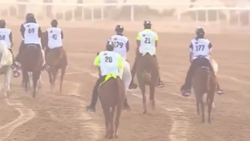Horse number 21, Catswhisker Tiro Centauri, on the ride which ended his life