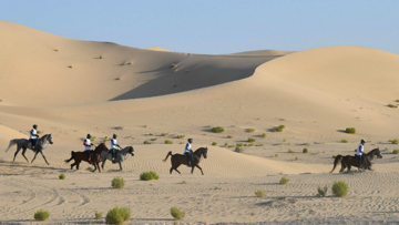 Happy horses trotting sedately througn natural terrain