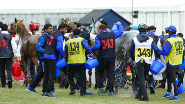Horses shoulf be clearly visible to onlookers while being washed down