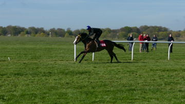 Racehorses on the gallops can travel in excess of 30mph