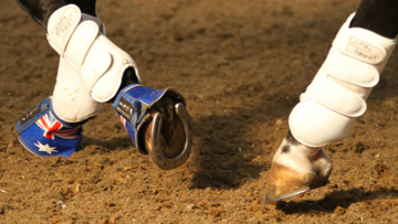 Brexit may have a significant impact on tranporting horses to and from continental europe