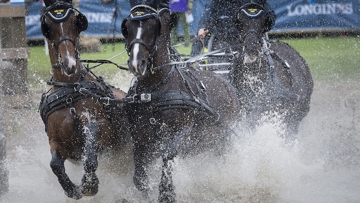 The Fédération Équestre Internationale (FEI) has today allocated host cities for 13 FEI Championships for the next two years and nine FEI Driving World Cup™ legs for the 2019/2020 season.