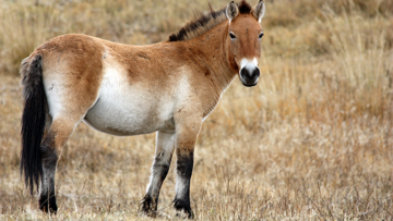 L'étude menée montre que le cheval de Przewalski était finalement un cheval domestiqué