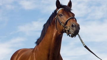 Dubawi