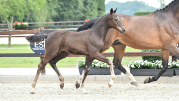 Lot 2. Armtage/Chin Chin foal