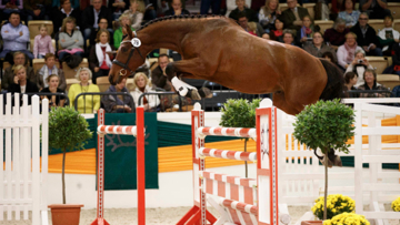 Popeye is the winner of the first Free-Jumping-Cup of the Trakehner Stallion Market.
