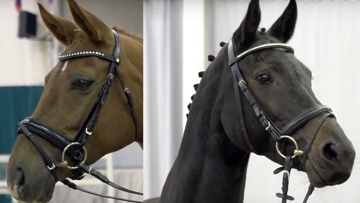 Two of the beautiful mares