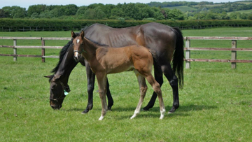 Foals born with WFFS are unlikely to ever get into a paddock