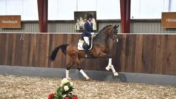 Auction horse Hesselhøj Downtown, a promising stallion prospect by Hesselhøj Donkey Boy