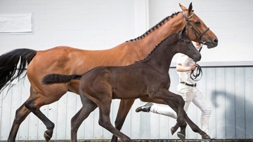 Odyssee van de Hoef HS (Cornet Obolensky x Chacco-Blue) provient de la souche de Peppermill, l’ancien crack étalon de John Whitaker.