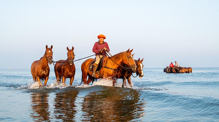 Les chevaux de polo à la plage le matin.