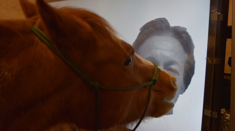 Cette étude a prouvé que les chevaux étaient de capables de nous reconnaître à partir de photos.