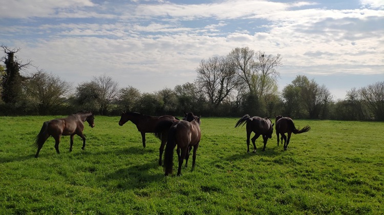 A quelques kilomètres du Lion d'Angers, les chevaux de Marie-Charlotte Fuss profitent de la vie en plein air