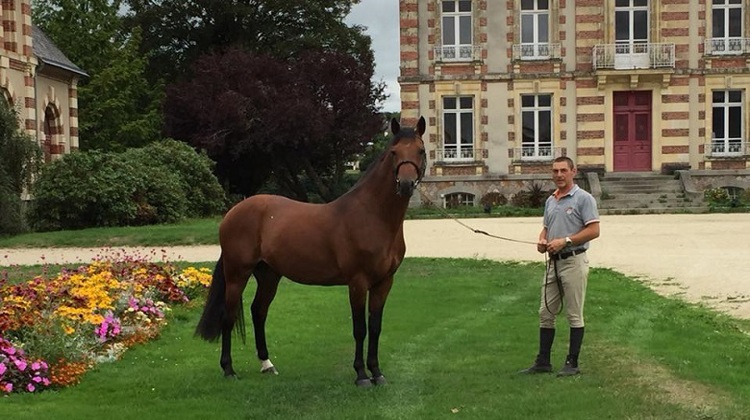 Cavalier jeunes chevaux, Mathieu Laisney est installé au Haras de Saint-Lô