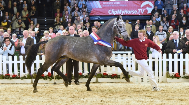 Charleston (Casacadello I) est le champion de la Körung du Holstein 2015.