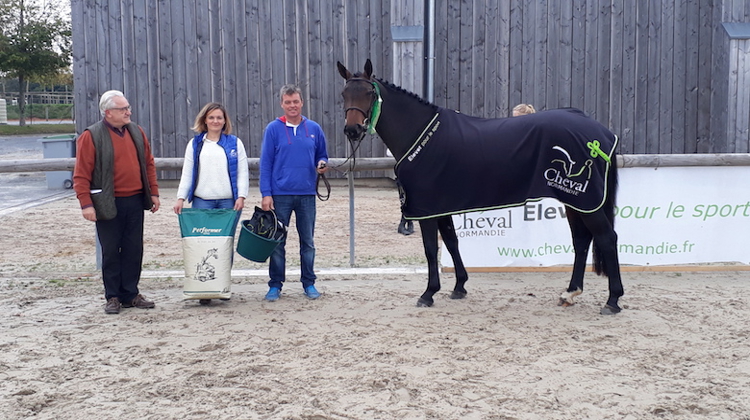 Sacrée chez les chevaux de moins d'1,61m, Florida de la Cense fait partie des produits de Contendo qui ont brillé à Saint-Lô