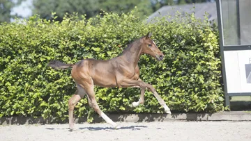 S-K van 't Kattenheye (Harley VDL x Marius Claudius) aus der Linie von Vagabond de la Pomme.