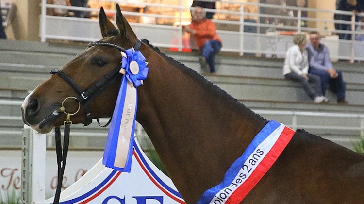 Falcone Rouge champion des étalons de deux ans