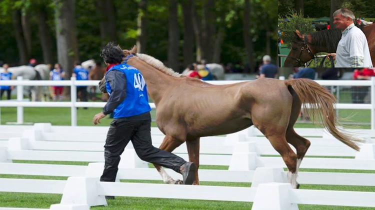 Même s?il avoue qu?il n?aurait pas laissé un de ses chevaux concourir dans cet état, Christian Depuille (en médaillon) comprend qu?il ait pu passer le vet gate du CEIO 3* de Compiègne. Photos DR
