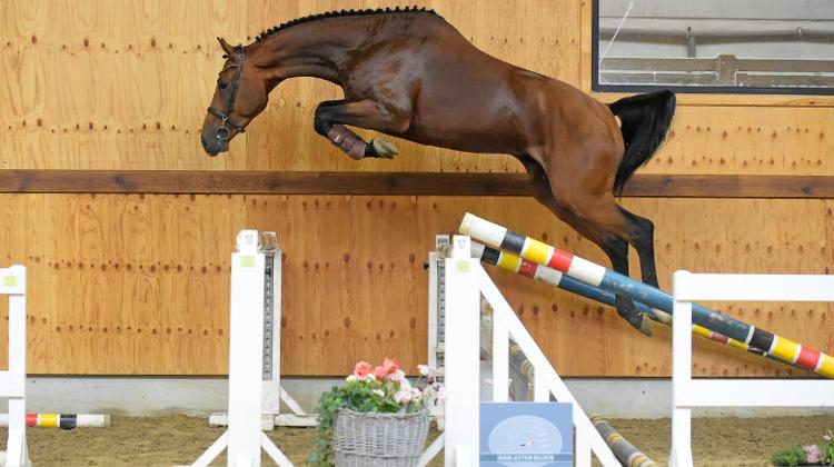 Jeunes chevaux aux enchères pour la prochaine vente Horse Auction Belgium, The After Summer Edition