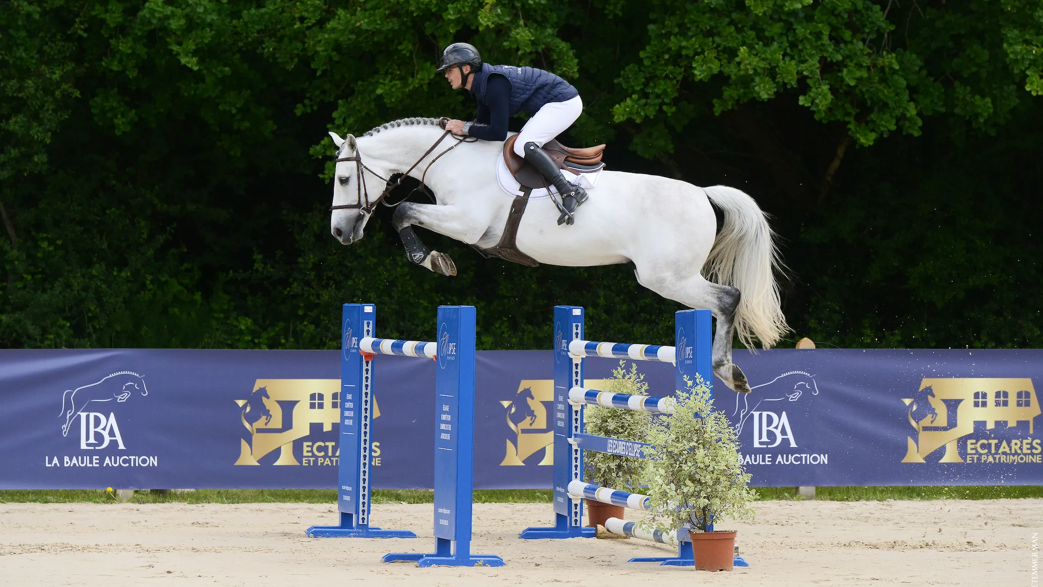 La Baule Auction, l'événement qui réinvente la vente de chevaux de