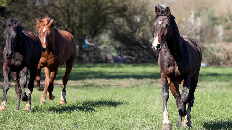Les chevaux du haras Numénor, dont les mâles de deux ans, ici en photo, vivent au domaine de Condeissiat, dans l’Ain, depuis début 2023.
