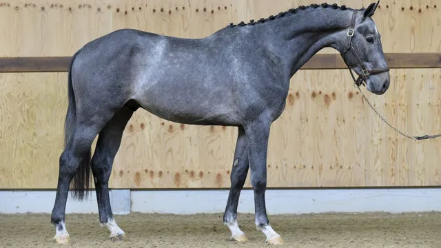 The One van Heiste maakte als jong paard deel uit van de collectie van Horse Auction Belgium